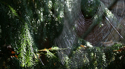 spiderweb, autumn