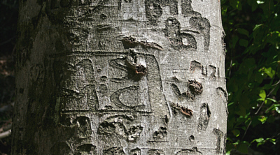 Buchstaben am Baum
